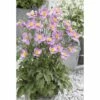 Herbst-Anemone FloraSelf Anemone Hupehensis H 10-60 Cm Co 3 L