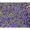 Englischer Lavendel FloraSelf Lavandula Angustifolia 'Royal Sensation' H 20-30 Cm Co 5 L -Hornbach Gartenmarkt DV 8 5563793 02 4c DE 20201006081800