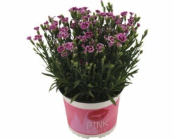 Nelke FloraSelf Dianthus Caryophyllus Pink Kisses® Ø 11 Cm Topf 15 Nelke FloraSelf Dianthus Caryophyllus Pink Kisses® Ø 11 Cm Topf -Hornbach Gartenmarkt DV 8 5591338 02 4c DE 20220906164651