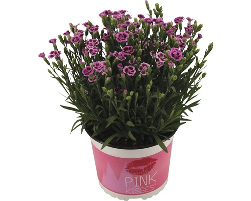 Nelke FloraSelf Dianthus Caryophyllus Pink Kisses® Ø 11 Cm Topf 9 Nelke FloraSelf Dianthus Caryophyllus Pink Kisses® Ø 11 Cm Topf – Bild 7
