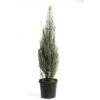 Säulenwacholder FloraSelf Juniperus Scopulorum 'Blue Arrow' H 100-125 Cm Co 12 L -Hornbach Gartenmarkt DV 8 5595541 01 4c CH 20181016174655