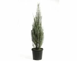 Säulenwacholder FloraSelf Juniperus Scopulorum 'Blue Arrow' H 100-125 Cm Co 12 L