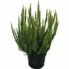 Besenheide, Heidekraut FloraSelf Calluna Vulgaris 'Skyline' Ø 13 Cm Topf -Hornbach Gartenmarkt DV 8 5596224 01 4c DE 20180901204655