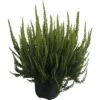 Besenheide, Heidekraut FloraSelf Calluna Vulgaris 'Skyline' Ø 17 Cm Topf -Hornbach Gartenmarkt DV 8 5596225 01 4c DE 20170902162851