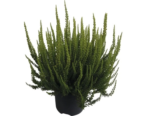 Besenheide, Heidekraut FloraSelf Calluna Vulgaris 'Skyline' Ø 17 Cm Topf 3 Besenheide, Heidekraut FloraSelf Calluna Vulgaris 'Skyline' Ø 17 Cm Topf