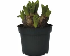 Hyazinthe FloraSelf Hyacinthus Orientalis Ø 12 Cm Topf Weiß -Hornbach Gartenmarkt DV 8 5627536 02 4c DE 20181213171755