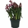 Hyazinthe FloraSelf Hyacinthus Orientalis Ø 12 Cm Topf Rosa 1 Hyazinthe FloraSelf Hyacinthus Orientalis Ø 12 Cm Topf Rosa -Hornbach Gartenmarkt DV 8 5627537 01 4c DE 20181213171755