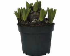 Hyazinthe FloraSelf Hyacinthus Orientalis Ø 12 Cm Topf Rosa 7 Hyazinthe FloraSelf Hyacinthus Orientalis Ø 12 Cm Topf Rosa -Hornbach Gartenmarkt DV 8 5627537 03 4c DE 20181213171755