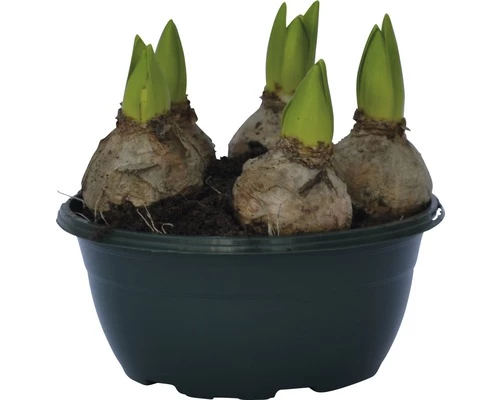 Hyazinthe FloraSelf Hyacinthus Orientalis 'White Pearl' Ø 16 Cm Topf 4 Hyazinthe FloraSelf Hyacinthus Orientalis 'White Pearl' Ø 16 Cm Topf – Bild 2