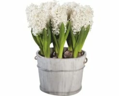 Hyazinthe FloraSelf Hyacinthus Orientalis 'White Pearl' Ø 16 Cm Topf 7 Hyazinthe FloraSelf Hyacinthus Orientalis 'White Pearl' Ø 16 Cm Topf -Hornbach Gartenmarkt DV 8 5627541 02 4c DE 20170309111022