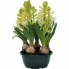 Hyazinthe FloraSelf Hyacinthus Orientalis 'White Pearl' Ø 16 Cm Topf -Hornbach Gartenmarkt DV 8 5627541 03 4c DE 20180220074213