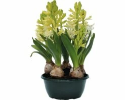 Hyazinthe FloraSelf Hyacinthus Orientalis 'White Pearl' Ø 16 Cm Topf