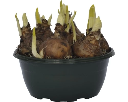 Narzisse, Osterglocke FloraSelf Narcissus Pseudonarcissus 'Bridal Crown' Ø 16 Cm Topf 6 Narzisse, Osterglocke FloraSelf Narcissus Pseudonarcissus 'Bridal Crown' Ø 16 Cm Topf – Bild 4