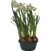 Narzisse, Osterglocke FloraSelf Narcissus Pseudonarcissus 'Bridal Crown' Ø 16 Cm Topf -Hornbach Gartenmarkt DV 8 5627543 03 4c DE 20181214094653