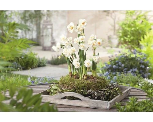 Narzisse, Osterglocke FloraSelf Narcissus Pseudonarcissus 'Bridal Crown' Ø 16 Cm Topf 5 Narzisse, Osterglocke FloraSelf Narcissus Pseudonarcissus 'Bridal Crown' Ø 16 Cm Topf – Bild 3