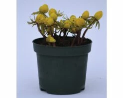 Winterling FloraSelf Eranthis Hyemalis Ø 9 Cm Topf -Hornbach Gartenmarkt DV 8 5627545 01 4c DE 20170309111503