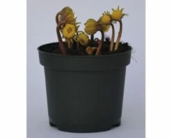 Winterling FloraSelf Eranthis Hyemalis Ø 9 Cm Topf -Hornbach Gartenmarkt DV 8 5627545 02 4c DE 20160920075254