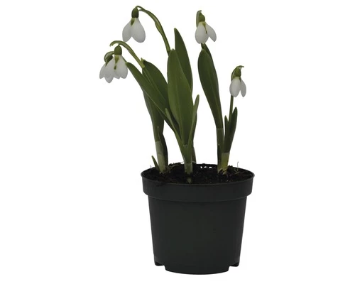 Schneeglöckchen FloraSelf Galanthus Nivalis 'Elwessi' Ø 9 Cm Topf 3 Schneeglöckchen FloraSelf Galanthus Nivalis 'Elwessi' Ø 9 Cm Topf