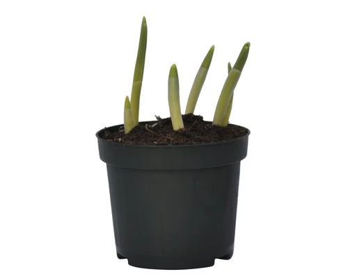 Schneeglöckchen FloraSelf Galanthus Nivalis 'Elwessi' Ø 9 Cm Topf 4 Schneeglöckchen FloraSelf Galanthus Nivalis 'Elwessi' Ø 9 Cm Topf – Bild 2