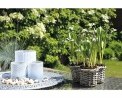 Schneeglöckchen FloraSelf Galanthus Nivalis 'Elwessi' Ø 9 Cm Topf 8 Schneeglöckchen FloraSelf Galanthus Nivalis 'Elwessi' Ø 9 Cm Topf -Hornbach Gartenmarkt DV 8 5627547 03 4c DE 20181213171755