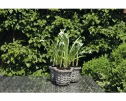 Schneeglöckchen FloraSelf Galanthus Nivalis 'Elwessi' Ø 9 Cm Topf 9 Schneeglöckchen FloraSelf Galanthus Nivalis 'Elwessi' Ø 9 Cm Topf -Hornbach Gartenmarkt DV 8 5627547 04 4c DE 20181213171755