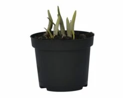 Schachbrettblume FloraSelf Fritillaria Meleagris Ø 9 Cm Topf 7 Schachbrettblume FloraSelf Fritillaria Meleagris Ø 9 Cm Topf -Hornbach Gartenmarkt DV 8 5627553 01 4c DE 20180226090441