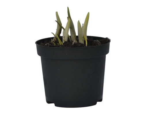 Schachbrettblume FloraSelf Fritillaria Meleagris Ø 9 Cm Topf 5 Schachbrettblume FloraSelf Fritillaria Meleagris Ø 9 Cm Topf – Bild 3