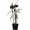 Schachbrettblume FloraSelf Fritillaria Meleagris Ø 9 Cm Topf