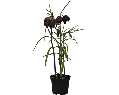 Schachbrettblume FloraSelf Fritillaria Meleagris Ø 9 Cm Topf 3 Schachbrettblume FloraSelf Fritillaria Meleagris Ø 9 Cm Topf