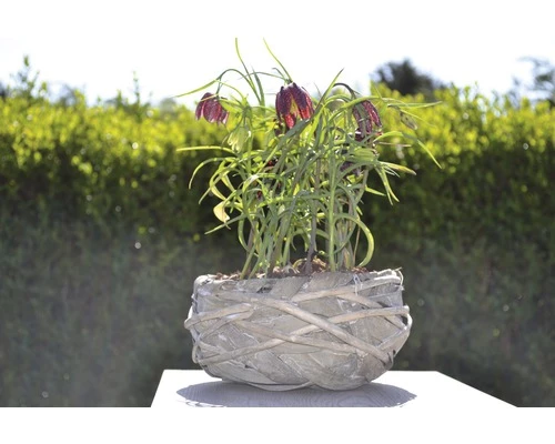 Schachbrettblume FloraSelf Fritillaria Meleagris Ø 9 Cm Topf 4 Schachbrettblume FloraSelf Fritillaria Meleagris Ø 9 Cm Topf – Bild 2