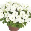 Hängepetunie FloraSelf Petunia X Atkinensis 'White Ray' Ø 12 Cm Topf 2 Hängepetunie FloraSelf Petunia X Atkinensis 'White Ray' Ø 12 Cm Topf -Hornbach Gartenmarkt DV 8 5633183 01 4c DE 20190226134759