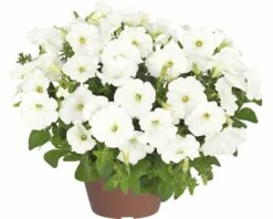 Hängepetunie FloraSelf Petunia X Atkinensis 'White Ray' Ø 12 Cm Topf