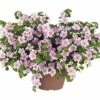 Schneeflockenblume FloraSelf Bacopa Sutera 'Pink Heart' Ø 12 Cm Topf -Hornbach Gartenmarkt DV 8 5633194 01 4c DE 20170315180721