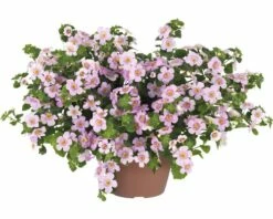 Schneeflockenblume FloraSelf Bacopa Sutera 'Pink Heart' Ø 12 Cm Topf