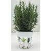 Rosmarin FloraSelf Rosmarinus Officinalis H 14-25 Cm Ø 14 Cm Topf -Hornbach Gartenmarkt DV 8 5686363 01 4c CH 20181005151652