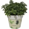 Oregano FloraSelf Origanum Vulgare H 10-13 Cm Co 1,3 L 2 Oregano FloraSelf Origanum Vulgare H 10-13 Cm Co 1,3 L -Hornbach Gartenmarkt DV 8 5686374 01 4c DE 20190130051655