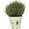 Thymian 'Faustini' FloraSelf Thymus Vulgare H 10-13 Cm Co 1,3 L -Hornbach Gartenmarkt DV 8 5686376 01 4c DE 20190130051655