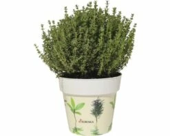 Thymian 'Faustini' FloraSelf Thymus Vulgare H 10-13 Cm Co 1,3 L