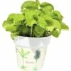 Basilikum FloraSelf Ocimum Basilicum H 10-15 Cm Co 1,3 L -Hornbach Gartenmarkt DV 8 5686377 01 4c DE 20190130051655