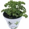 Krause Petersilie FloraSelf Petroselinum Crispum Ø 14 Cm Topf -Hornbach Gartenmarkt DV 8 5686378 01 4c DE 20190406211654