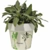 Salbei FloraSelf Salvia Officinalis H 10-13 Cm Co 1,3 L -Hornbach Gartenmarkt DV 8 5686379 01 4c DE 20190130051655