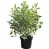 Weißbunter Hartriegel FloraSelf Cornus Alba 'Ivory Halo'® H 80-100 Cm Co 10 L -Hornbach Gartenmarkt DV 8 5717697 01 4c DE 20200220110130