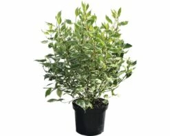 Weißbunter Hartriegel FloraSelf Cornus Alba 'Ivory Halo'® H 80-100 Cm Co 10 L