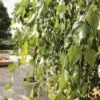 Trauerbirke FloraSelf Betula Pendula 'Youngii' H 125 Cm Co 15 L -Hornbach Gartenmarkt DV 8 5717700 01 4c DE 20190117101651