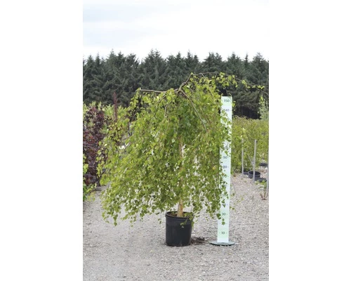 Trauerbirke FloraSelf Betula Pendula 'Youngii' H 125 Cm Co 15 L 4 Trauerbirke FloraSelf Betula Pendula 'Youngii' H 125 Cm Co 15 L – Bild 2