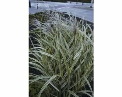 Weißgestreifter Chinaschilf FloraSelf Miscanthus Sinensis 'Variegatus' H 10-80 Cm Co 3 L