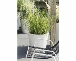 Zebraschilf Chinaschilf FloraSelf Miscanthus Sinensis 'Goldbreeze' H 10-80 Cm Co 3 L -Hornbach Gartenmarkt DV 8 5717752 01 4c CH 20210113094659