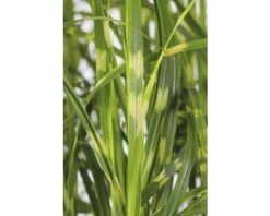 Zebraschilf Chinaschilf FloraSelf Miscanthus Sinensis 'Goldbreeze' H 10-80 Cm Co 3 L -Hornbach Gartenmarkt DV 8 5717752 02 4c CH 20210113094659