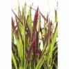 Japanisches Blutgras FloraSelf Imperata Cylindrica Var.koenig.'Red Baron' H 5-15 Cm T 14 Cm -Hornbach Gartenmarkt DV 8 5717753 01 4c DE 20210113091658