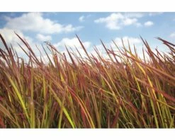 Japanisches Blutgras FloraSelf Imperata Cylindrica Var.koenig.'Red Baron' H 5-15 Cm T 14 Cm -Hornbach Gartenmarkt DV 8 5717753 03 4c DE 20210113091658